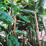 国内産・アジア産のバナナペーパー