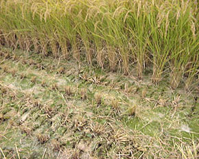 米糠抑草水稲