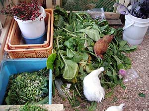 有機・無農薬・無除草剤の野菜くず